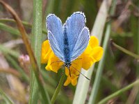 maudoc.com • Lysandra bellargus •  IMG_6914.jpg   Lysandra bellargus : Farfalla