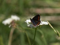 maudoc.com • Lysandra bellargus •  IMG_7852.jpg   Lysandra bellargus : Farfalla, Polyommatus bellargus