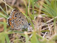 maudoc.com • Lysandra bellargus •  IMG_7932.jpg   Lysandra bellargus : Farfalla, Polyommatus bellargus