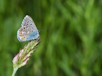 maudoc.com • Lysandra bellargus •  IMG_8029.jpg   Lysandra bellargus : Farfalla, X id