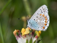 maudoc.com • Lysandra bellargus •  IMG_8101.jpg   Lysandra bellargus : Farfalla, X id