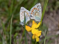 maudoc.com • Lysandra bellargus •  IMG_8130.jpg   Lysandra bellargus : Farfalla, X id