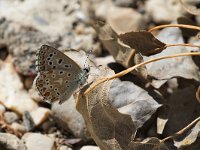 maudoc.com • Lysandra bellargus •  IMG_8416.jpg   Lysandra bellargus : Farfalla, Polyommatus bellargus