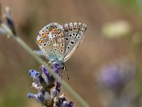 maudoc.com • Lysandra bellargus •  IMG_8468.jpg   Lysandra bellargus : Farfalla, Polyommatus bellargus