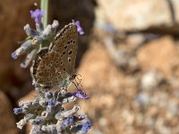 maudoc.com • Lysandra bellargus •  IMG_8509.jpg   Lysandra bellargus : Farfalla, Polyommatus icarus