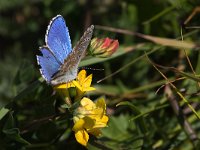 maudoc.com • Lysandra bellargus •  IMG_9111.jpg   Lysandra bellargus : Farfalla, Polyommatus bellargus