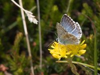 maudoc.com • Lysandra coridon •  IMG_0770.jpg   Lysandra coridon : Farfalla, Polyommatus coridon