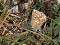 maudoc.com • Lysandra coridon •  IMG_1239.jpg   Lysandra coridon : Farfalla, Polyommatus coridon