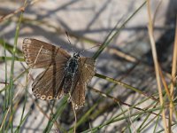 maudoc.com • Lysandra coridon •  IMG_1597.jpg   Lysandra coridon : Farfalla, Polyommatus coridon