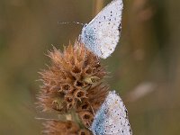 maudoc.com • Lysandra coridon •  IMG_1649.jpg   Lysandra coridon : Farfalla, Polyommatus coridon
