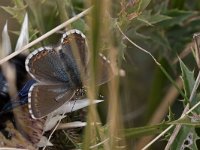 maudoc.com • Lysandra coridon •  IMG_1654.jpg   Lysandra coridon : Farfalla, Ape, Polyommatus coridon