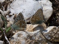 maudoc.com • Lysandra coridon •  IMG_1762.jpg   Lysandra coridon : Farfalla, Polyommatus coridon