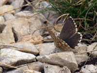 maudoc.com • Lysandra coridon •  IMG_1825.jpg   Lysandra coridon : Farfalla, Polyommatus coridon