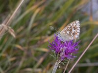 maudoc.com • Lysandra coridon •  IMG_2296.jpg   Lysandra coridon : Polyommatus coridon, Farfalla