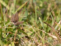 maudoc.com • Lysandra coridon •  IMG_4499.jpg   Lysandra coridon : Farfalla, Polyommatus coridon