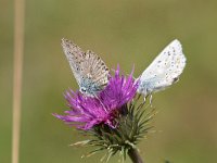 maudoc.com • Lysandra coridon •  IMG_4514.jpg   Lysandra coridon : Farfalla, Polyommatus coridon