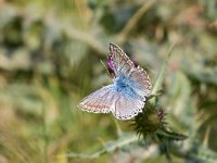 maudoc.com • Lysandra coridon •  IMG_4518.jpg   Lysandra coridon : Farfalla, Polyommatus coridon