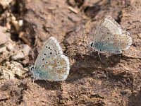 maudoc.com • Lysandra coridon •  IMG_4542.jpg   Lysandra coridon : Farfalla, Polyommatus coridon