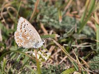 maudoc.com • Lysandra coridon •  IMG_4550.jpg   Lysandra coridon : Farfalla, Polyommatus coridon