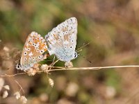 maudoc.com • Lysandra coridon •  IMG_4605.jpg   Lysandra coridon : Farfalla, Polyommatus coridon