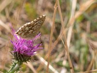 maudoc.com • Lysandra coridon •  IMG_4630.jpg   Lysandra coridon : Farfalla, Polyommatus coridon