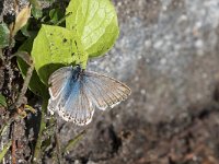 maudoc.com • Lysandra coridon •  IMG_5262.jpg   Lysandra coridon : Farfalla, Polyommatus coridon