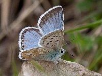 maudoc.com • Lysandra coridon •  IMG_8413.jpg   Lysandra coridon : Farfalla, Polyommatus bellargus