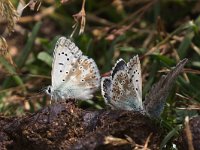 maudoc.com • Lysandra coridon •  IMG_8864.jpg   Lysandra coridon : Farfalla, Polyommatus coridon