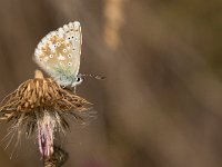 maudoc.com • Lysandra coridon •  IMG_9008.jpg   Lysandra coridon : Polyommatus coridon, Farfalla