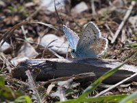 maudoc.com • Lysandra coridon •  IMG_9031.jpg   Lysandra coridon : Farfalla, Polyommatus coridon