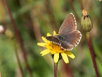 maudoc.com • Lysandra coridon •  IMG_9035.jpg   Lysandra coridon : Farfalla, Polyommatus coridon