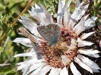 maudoc.com • Lysandra coridon •  IMG_9118.jpg   Lysandra coridon : Farfalla, Polyommatus coridon