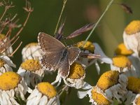 maudoc.com • Lysandra coridon •  IMG_9205.jpg   Lysandra coridon : Polyommatus coridon, Farfalla