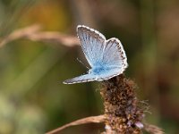 maudoc.com • Lysandra coridon •  IMG_9375.jpg   Lysandra coridon : Polyommatus coridon, Farfalla