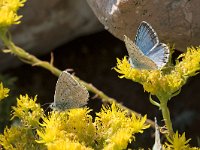 maudoc.com • Lysandra coridon •  IMG_9545.jpg   Lysandra coridon : Polyommatus coridon, Farfalla