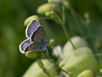 maudoc.com • Plebejus argus •  IMG_2203.jpg   Plebejus argus : Farfalla, Plebejus argus