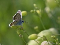 maudoc.com • Plebejus argus •  IMG_2204.jpg   Plebejus argus : Farfalla, Plebejus argus