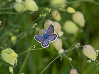 maudoc.com • Plebejus argus •  IMG_2206.jpg   Plebejus argus : Farfalla, Plebejus argus