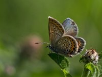 maudoc.com • Plebejus argus •  IMG_3243.jpg : Farfalla, Plebejus