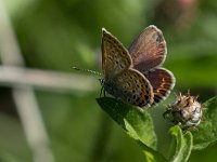 maudoc.com • Plebejus argus •  IMG_3248.jpg : Farfalla, Plebejus