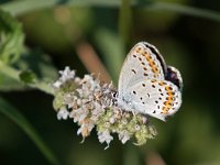 maudoc.com • Plebejus argus •  IMG_4184.jpg   Plebejus argus? : Farfalla, Plebeius argus