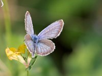 maudoc.com • Plebejus argus •  IMG_4277.jpg   Plebejus argus