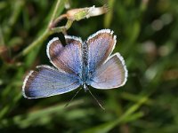 maudoc.com • Plebejus argus •  IMG_4288.jpg   Plebejus argus : Plebeius argus