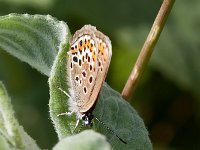 maudoc.com • Plebejus argus •  IMG_4298.jpg   Plebejus argus : Plebeius argus