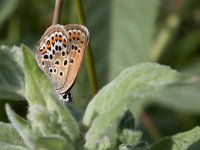 maudoc.com • Plebejus argus •  IMG_4300.jpg   Plebejus argus : Plebeius argus