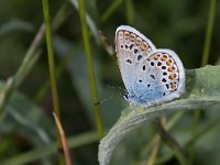 maudoc.com • Plebejus argus •  IMG_4305.jpg   Plebejus argus : Plebeius argus