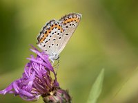 maudoc.com • Plebejus argus •  IMG_4330.jpg   Plebejus argus