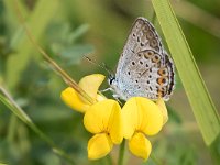 maudoc.com • Plebejus argus •  IMG_4337.jpg   Plebejus argus