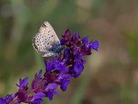 maudoc.com • Plebejus argus •  IMG_5901.jpg   Plebejus argus : Farfalla