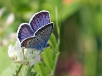 maudoc.com • Plebejus argus •  IMG_6211.jpg   Plebejus argus? : Farfalla